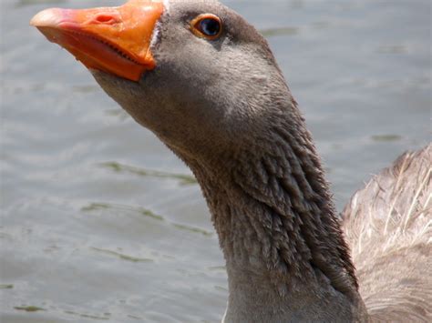 Free Images Wildlife Orange Beak Fowl Fauna Close Up Grey Duck