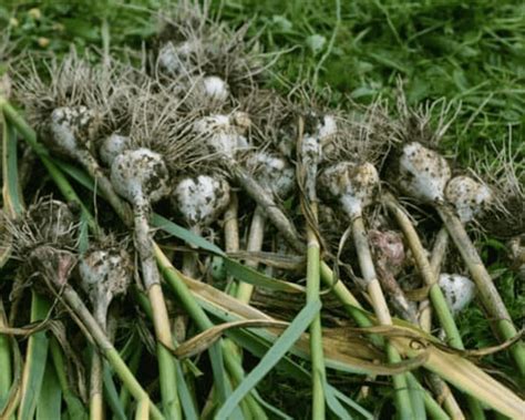 Planter de l ail conseils de culture et décoction d ail Au potager bio