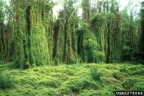 old world climbing fern (Lygodium microphyllum (Cav.) R. Br.)