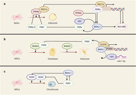 A Both Pparγ And Its Cofactor Pgc 1α Serve As Master Transcription