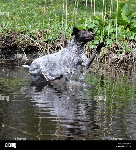 Zeiger Springt Fotos Und Bildmaterial In Hoher Aufl Sung Alamy