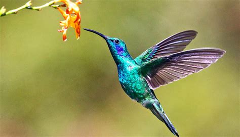 Hummingbirds - campestre.al.gov.br