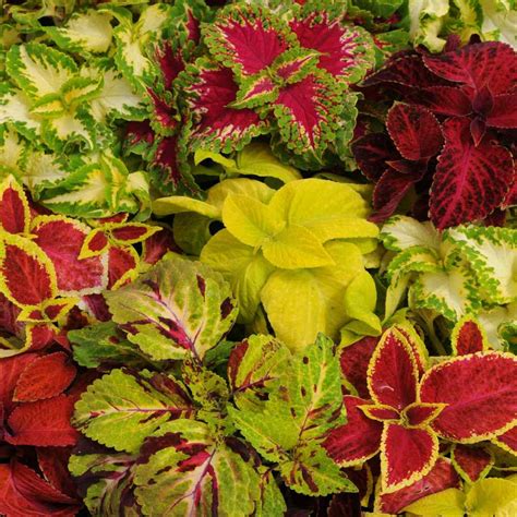 Coleus Seeds Wizard Flower Seed Mix Shade Garden Plants