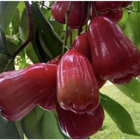 Jual Bibit Pohon Jambu Air Citra Merah Cangkok Cepat Berbuah