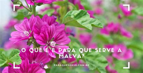 O Que E Para Que Serve A Malva