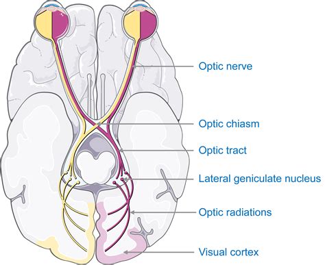 Servier Drawing Visual Pathway English Labels Anatomytool