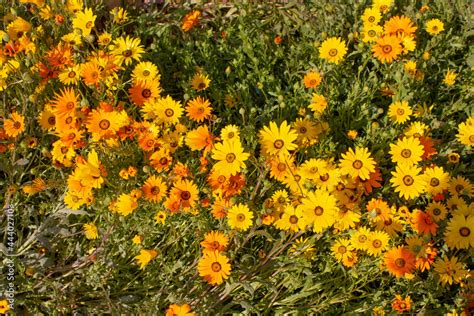 Field Of Yellow And Orange Namaqualand Daisies Also Known As