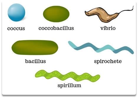 Human Microbiome Flashcards Quizlet