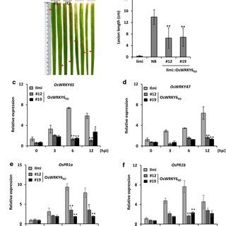 Gene Expression Of Oswrkys In Oswrky Overexpression Ox And Knockdown