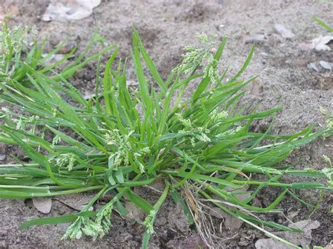 Poa / Wintergrass (Poa Annua) - Weed Identification - Lawn Addicts