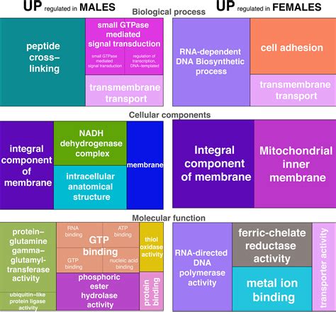 Frontiers Sex Specific Transcriptomic Differences In The Immune Cells