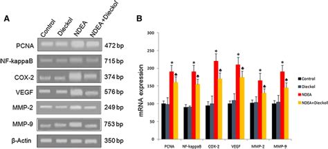 Effect of DEK on mRNA expression of PCNA Nf κB COX 2 VEGF MMP 2