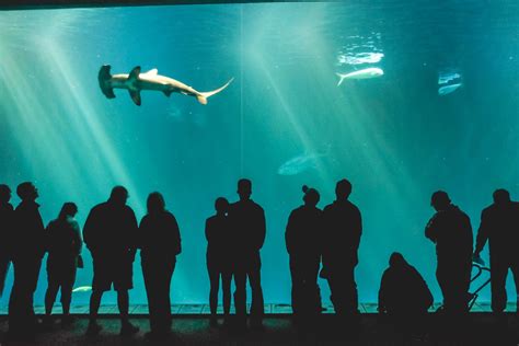 What To Do Around Monterey Bay Aquarium - Aquarium Views