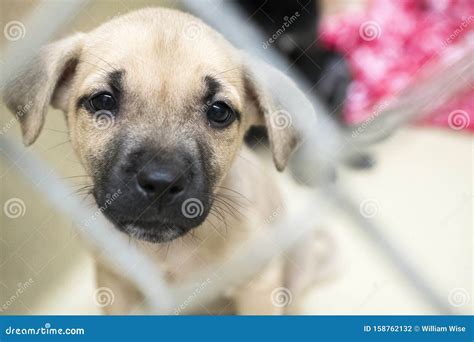 Trauriger Schäferwelpen Im Tierheim Für Hunde Zur Adoption Stockfoto