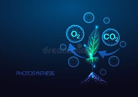 Concept of Photosynthesis, Carbon Cycle in Plants with CO2 Absorption ...