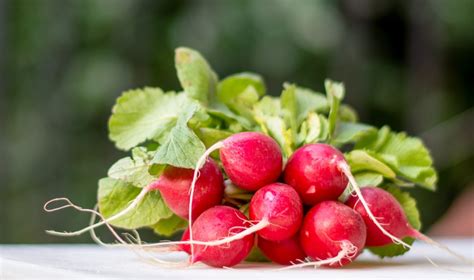 Cómo cultivar rábanos de forma fácil en un huerto o jardín paso a paso