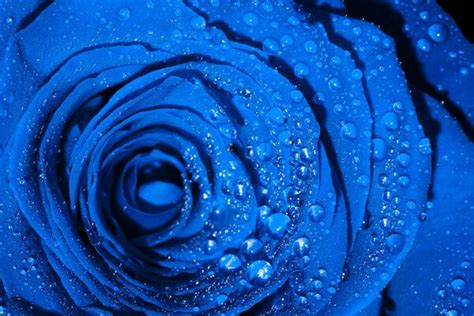 Navy Blue Roses Stock Photos, Images and Backgrounds for Free Download