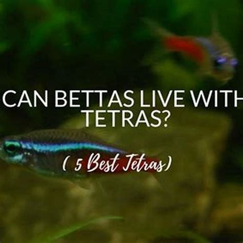 Can Red Phantom Tetras Live With Guppies DIY Seattle