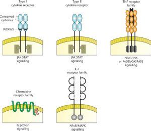 Cytokines: properties and receptors - Online Biology Notes