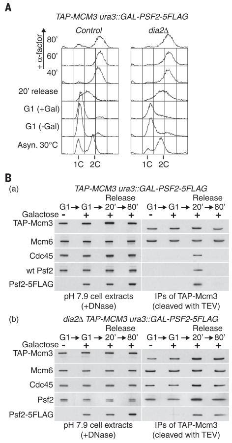 Cdc48 And A Ubiquitin Ligase Drive Disassembly Of The CMG Helicase At