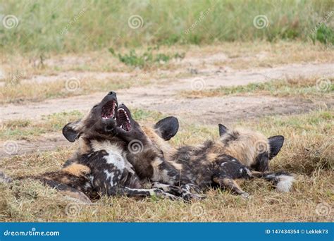 African Wild Dogs Playing, Part of a Pack of Rare African Wild Dogs ...