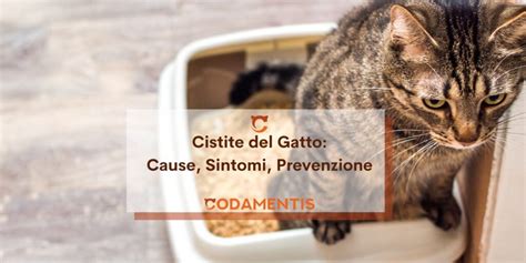 La Cistite Del Gatto Cause Sintomi E Prevenzione Codamentis