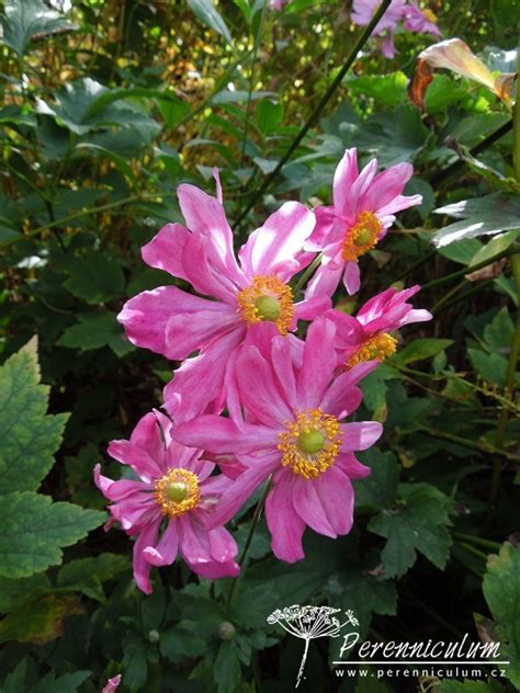 Anemone Hupehensis Prinz Heinrich Perenniculum