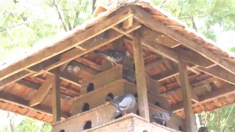 A Traditional Pigeon Loft Pigoen House Youtube