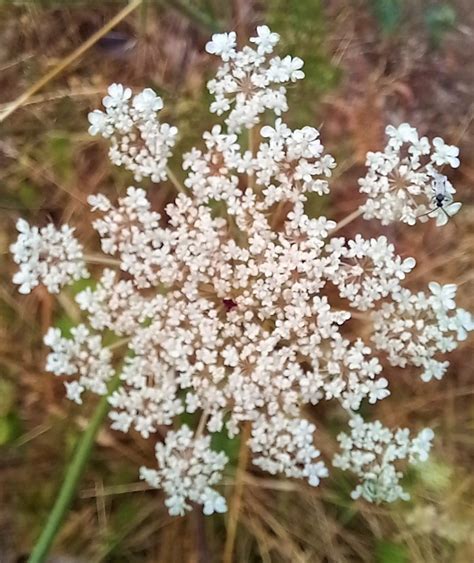 Queen Annes Lace The Wildflower With A Painful Past The Flower Writer