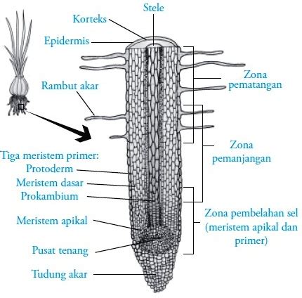 Struktur Akar Pada Tumbuhan - Riset