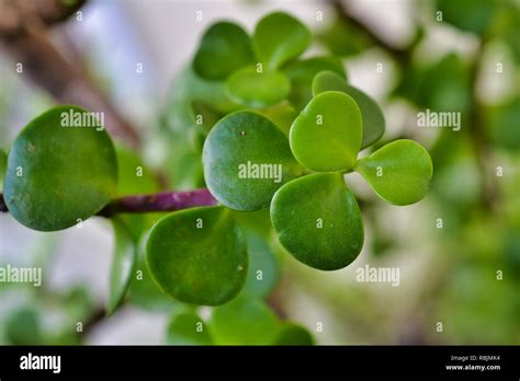 Dwarf Jade Plant Stock Photo Alamy