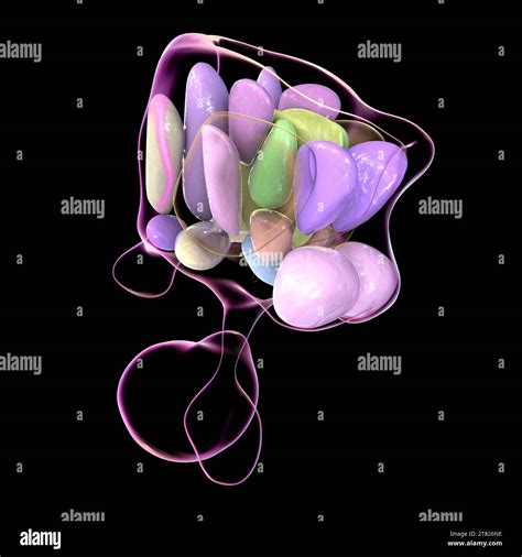 Hypothalamic Nuclei Illustration Stock Photo Alamy