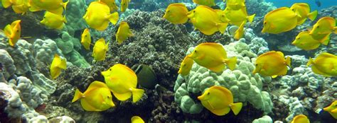 Noaa Coral Reef Conservation Program Reef Resilience Network Releases