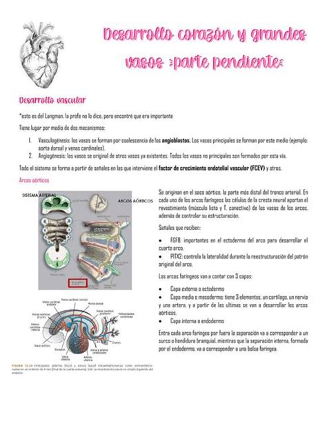 Clase 2 desarrollo corazón y grandes vasos parte 2 NATALIA FERNANDA