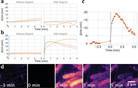 Periodic Photo Induced Hyperpolarization A B Cells Were Cultured With