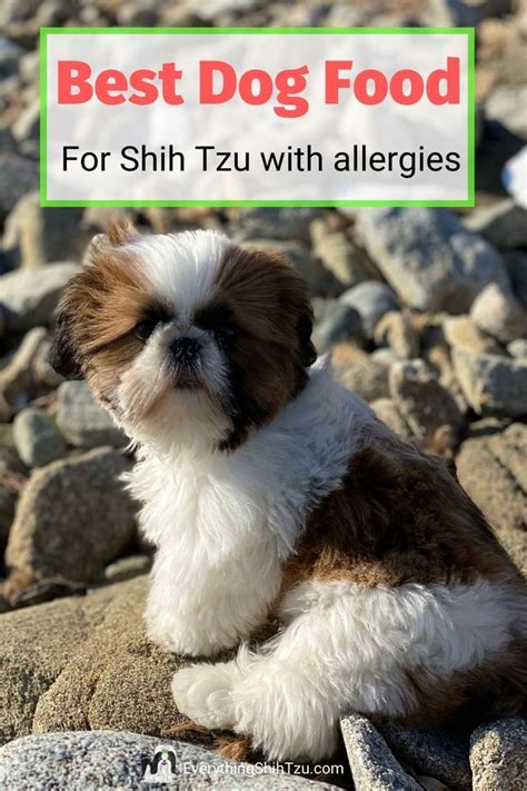 A Brown And White Dog Sitting On Rocks With The Words Best Dog Food For