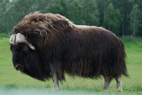 The Muskox Ovibos Moschatus Also Spelled Musk Ox And Musk Ox Is An