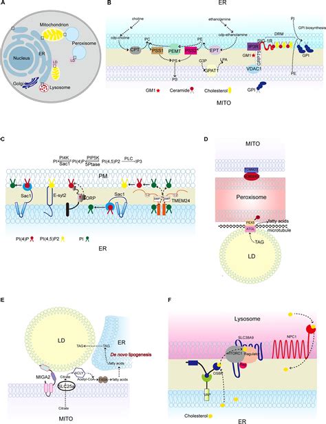 Frontiers Lipid Metabolism At Membrane Contacts Dynamics And