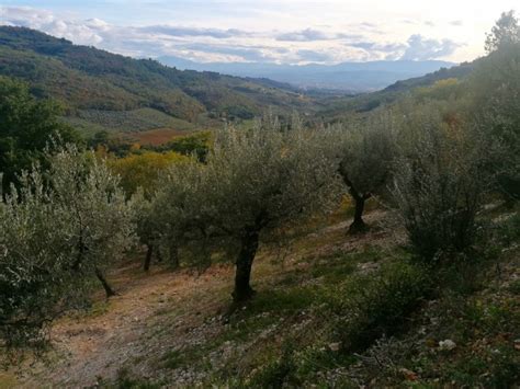 Trekking In Umbria Ad Assisi Giorni In Umbria Scoprendo Il Monte Subasio