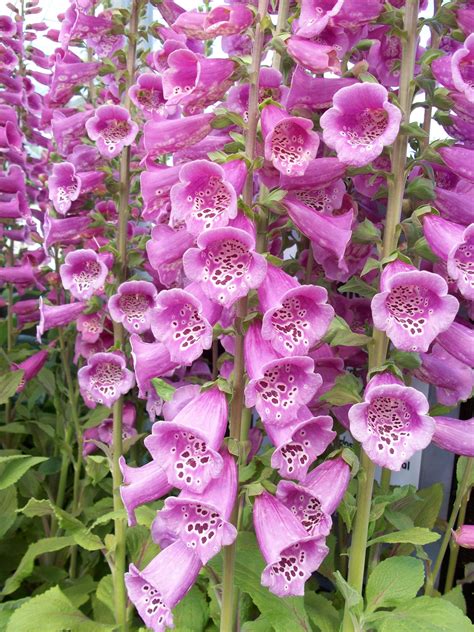 Digitalis Purpurea Foxy Mixed Thompsons Plants Garden Centres