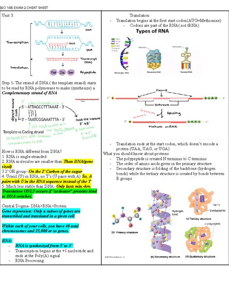 BIO 148 Exam 2 Cheat Sheet BIO 148 EXAM 2 CHEAT SHEET Unit 3 Step 1