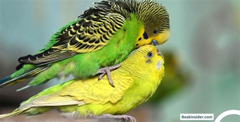 Best Green Parrot Name Ideas for Male and Female [2024]