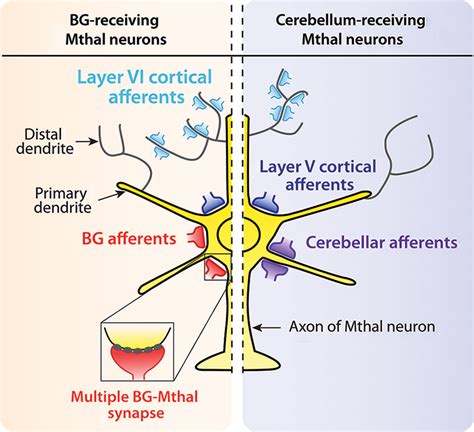 Frontiers Motor Thalamus Integration Of Cortical Cerebellar And Basal Ganglia Information