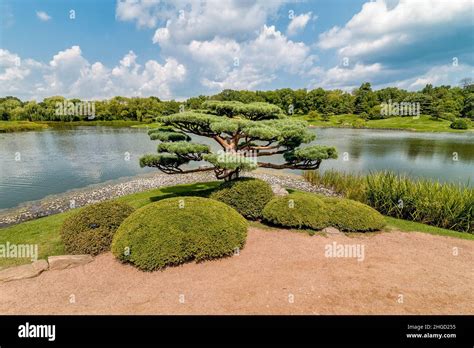 Bonsai Tree In The Japanese Island Of Chicago Botanic Garden Illinois