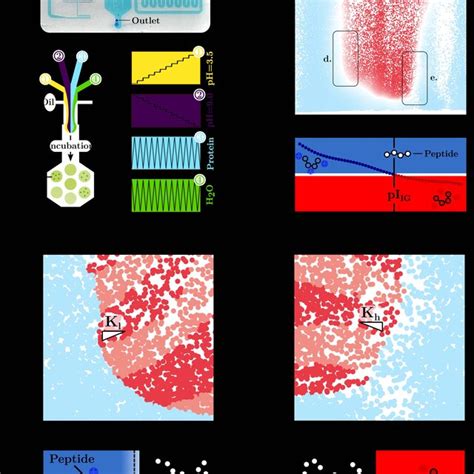 Deciphering The Biophysical Mechanisms Underlying PH Responsive Phase