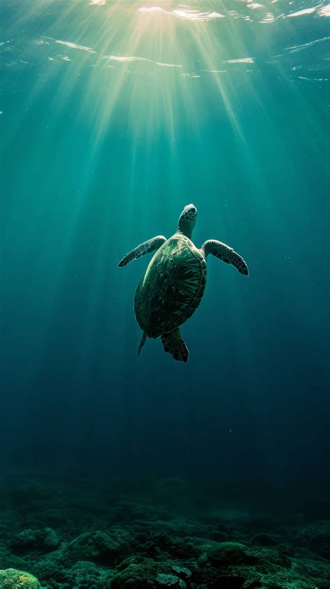 Sea Turtle Underwater Ocean Wildlife Photography Marine Turtle With