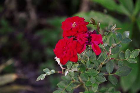 Guia Completo Para O Plantio De Mini Rosas Em Vasos Dicas Vitais De