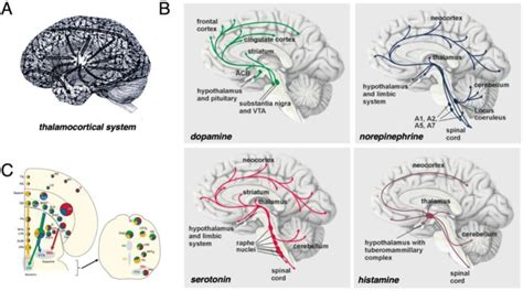 Dynamic Affective Core The Original Dynamic Core Hypothesis Edelman