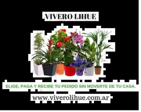 Comprar ARBOLES En Vivero LIHUE