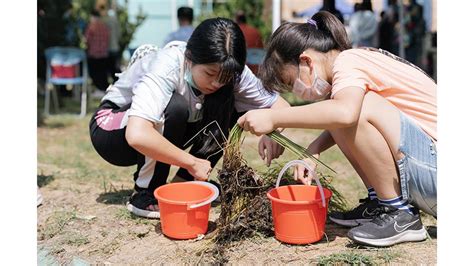 「薺」心協力 共創澎湖荸薺復育盛景 主題文章 台電故事 台電綠網 Green Net